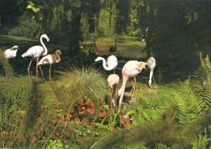 Flamants - 1976