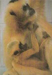 Gibbon à favoris blancs