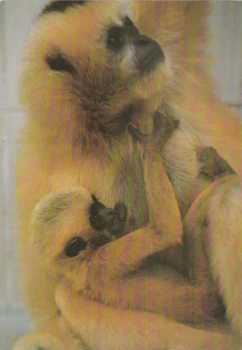 Gibbon à favoris blancs