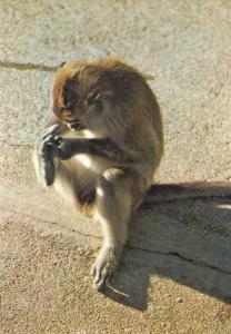 Macaque
