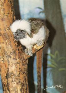 Tamarin pinché