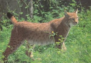 Lynx d'Europe (Lynx lynx)