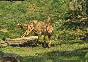 Guépard - 1986