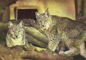 Lynx d'Europe