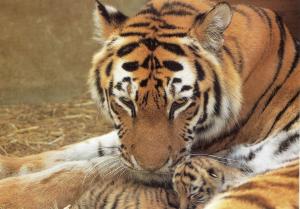 Tigre de Sibérie