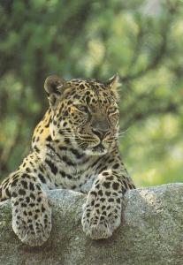 Panthère de l'Amour (Panthera pardus orientalis)