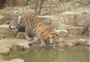 Tigre de Sibérie