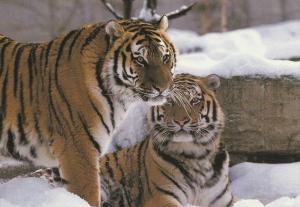 Tigre de Sibérie