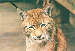 Lynx d'Europe - 1987