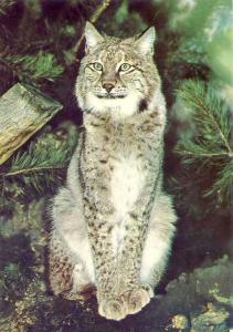 Lynx d'Europe