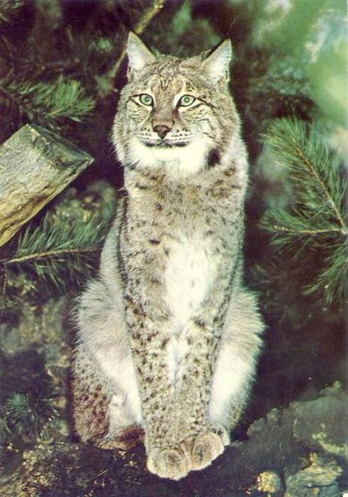 Lynx d'Europe