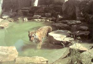 Tigre de Sibérie