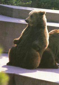 Ours brun