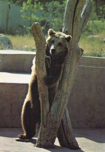 Ours brun offert par les Amis du Zoo