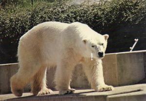 Frisson est l'un des ours blancs du Zoo de Mulhouse