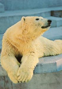 Ours blanc - 1997