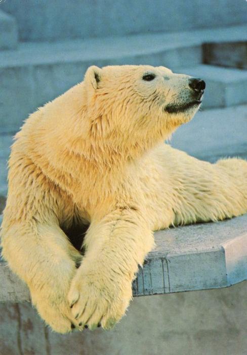 Ours blanc - 1997