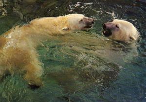 L'ours blanc "Frisson"