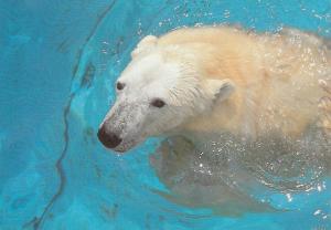 Ours blanc