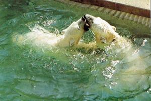 Jeux heureux des ours blancs en leur nouveau bassin - 1997