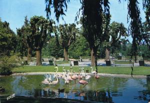 Bassin des Flamants