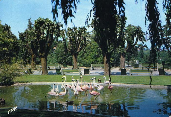 Bassin des Flamants