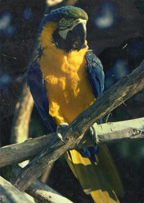 Ara ararauna - 1985
