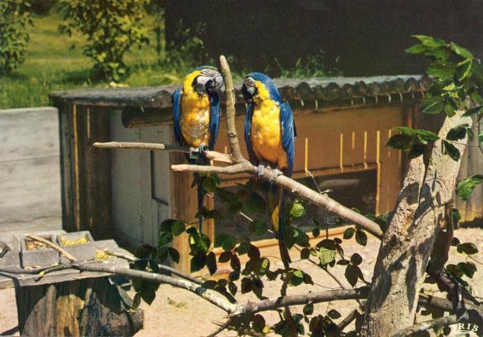 Perroquets - Araraunas
