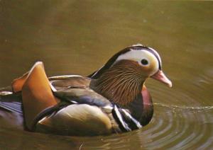 Mandarin