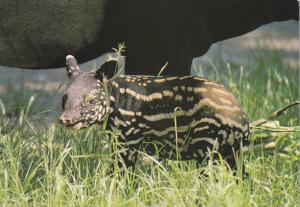 Tapir à dos blanc (Tapirus indicus)