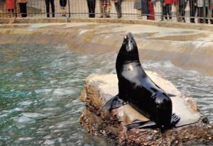 Repas des otaries - 1980