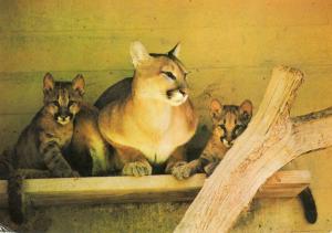 Puma et jeunes