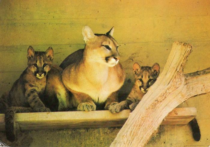 Puma et jeunes