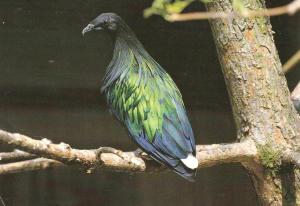 Pigeon chauve (Caloenas nocobarica)