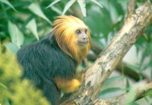 Tamarin lion à tête dorée ( Leontophitecus chrysomelas)