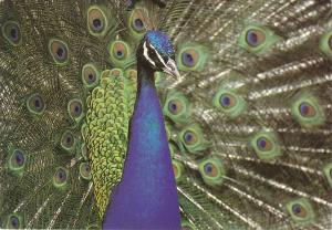 Paon bleu