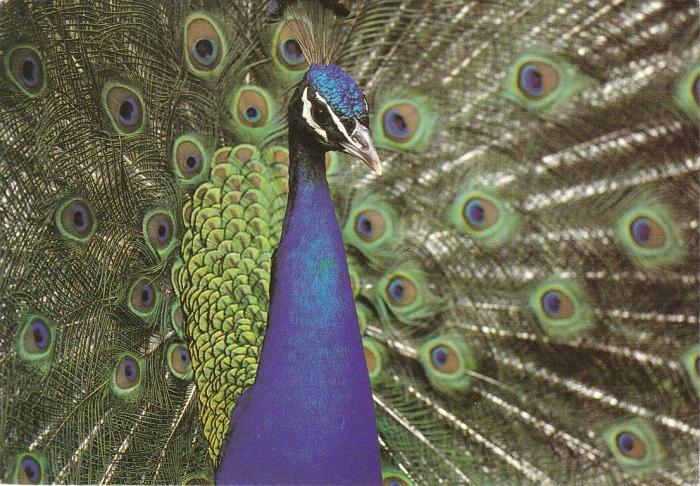 Paon bleu