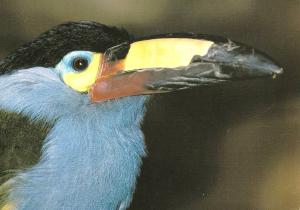 Toucan de Montagne (Andigena laminirostris)