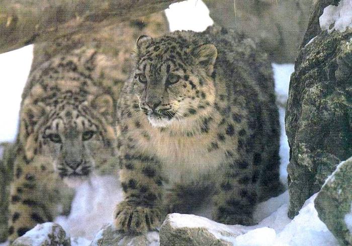 Panthère des neiges