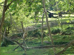 Gibbon à favoris blancs