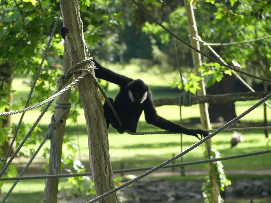 Gibbon à favoris blancs