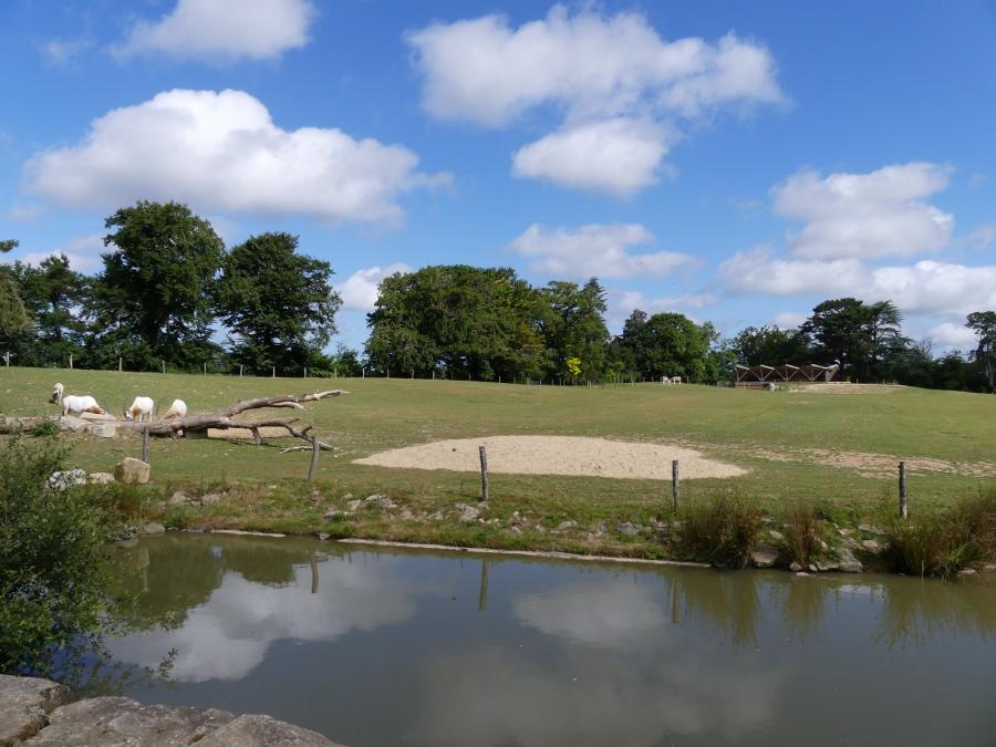 Oryx algazelle - Ane de Somalie