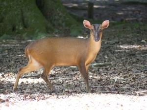 Muntjac de Chine