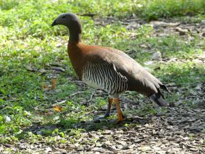 Ouette à tête grise