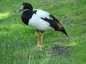 Canaroie semipalmée