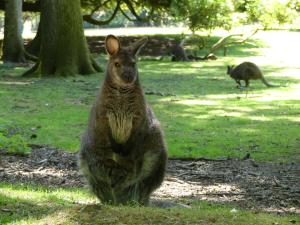 Wallaby de Bennett
