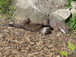 Loutre d'Asie