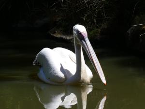 Pélican blanc