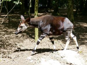 Okapi