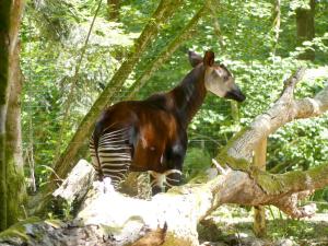 Okapi